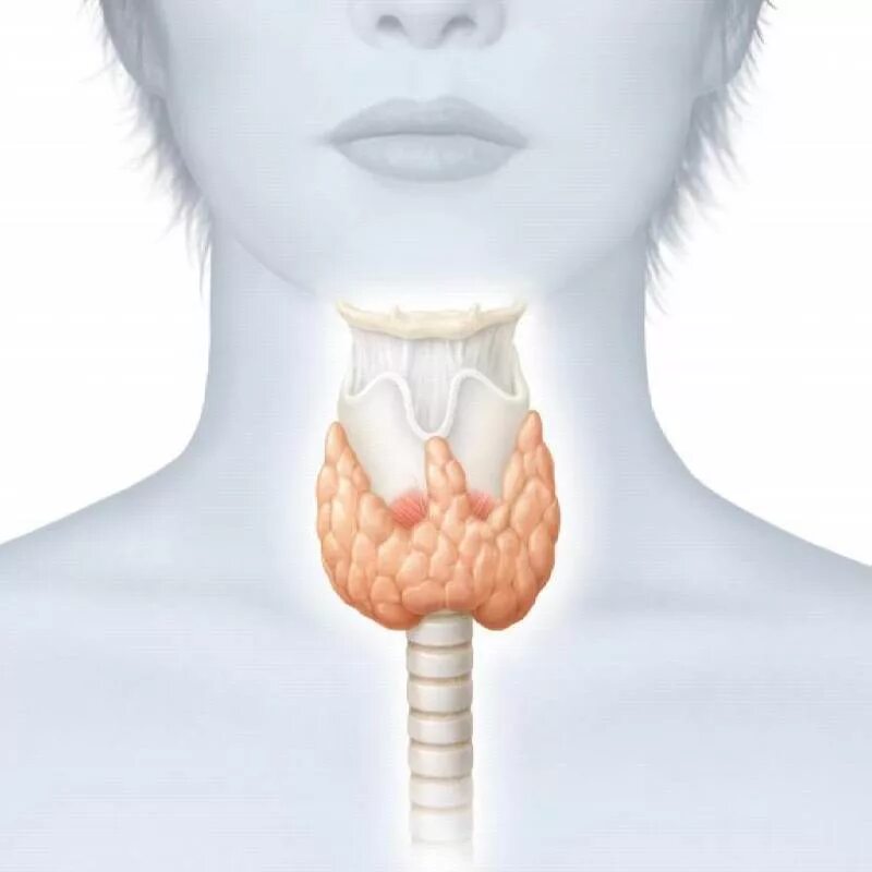 Здоровая щитовидная железа. Щитовидная железа картинки. Воспаление щитовидной железы. Зоб в горле