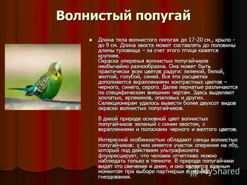 Виды домашних и говорящих попугаев, их характеристика и особенности поведения