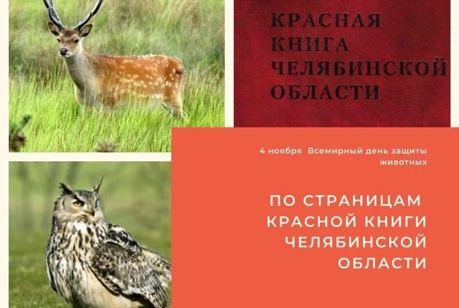 Красная книга россии свердловская область. Обитатели красной книги. Звери красной книги. Животные красной книги Челябинской области. Животные из красной КГЕ.