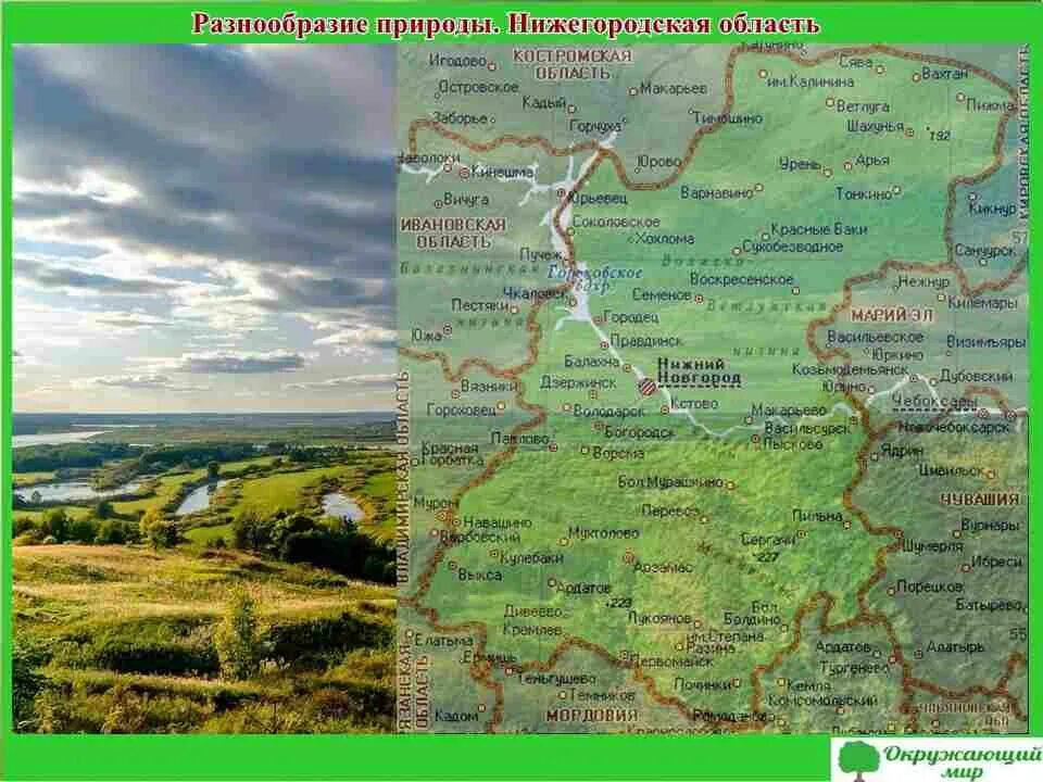 Проект разнообразие природы родного края нижегородская область Презентация "Растения и животные Нижегородской области"