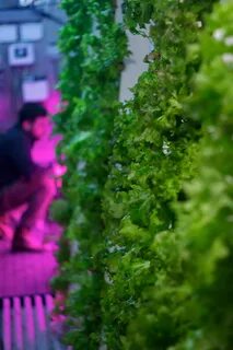 Local greens