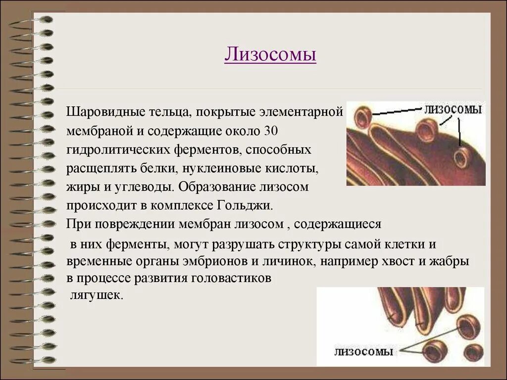 Образование лизосом происходит в. Лизосомы. Образование ферментов лизосом происходит в. Формирование лизосом. Лизосомы образуются в.