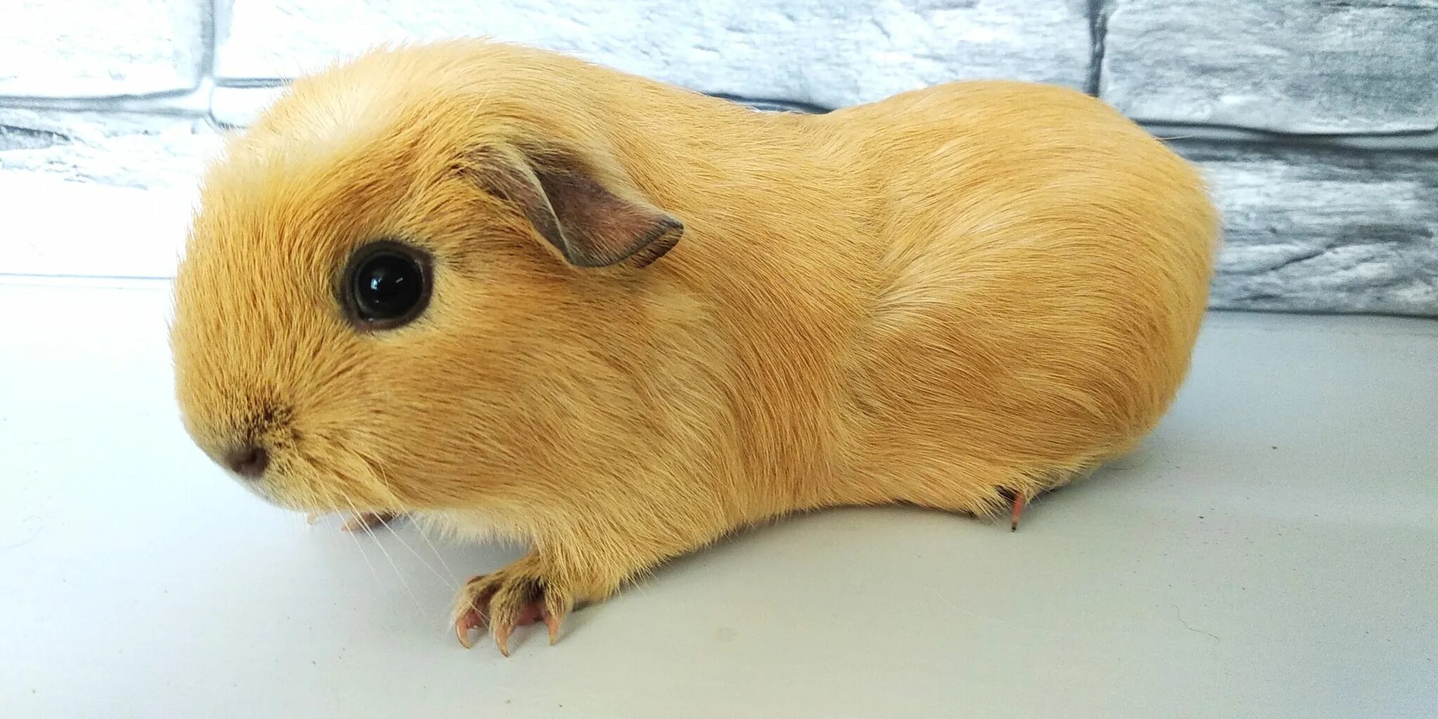 морская свинка сатиновая гладкошерстная. морская свинка киров. ручная морская свинка. морская свинка селф. абиссинская морская свинка.