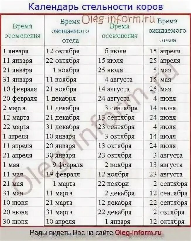 Таблица стельности коров. Календарь стельности коров таблица. Таблица осеменения и отела коров даты. Календарь осеменения коров по дате таблица.