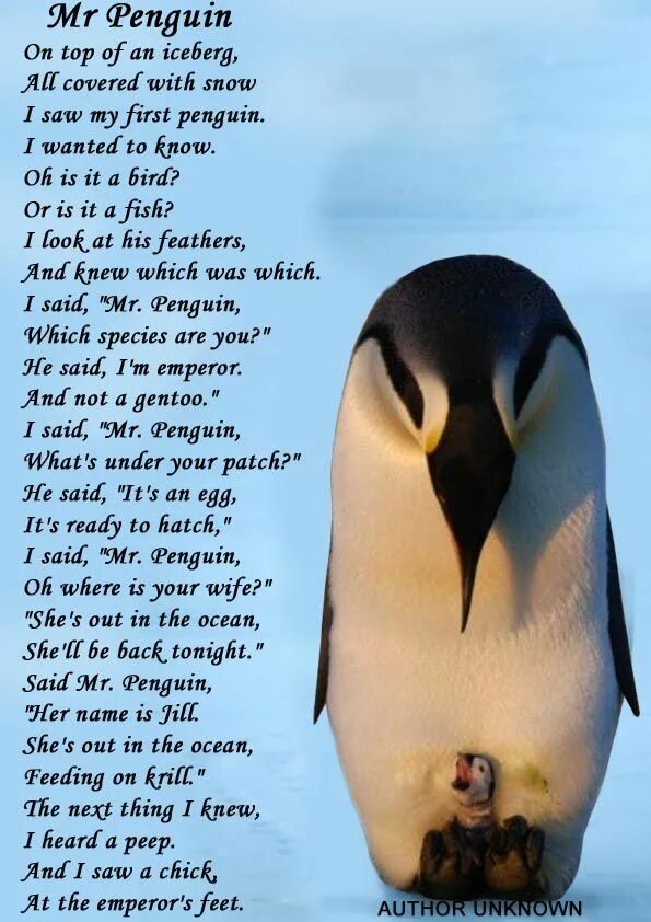 Penguin poem. Загадка про пингвина. Penguin quote. Пингвин о английски. Пингвин перевод