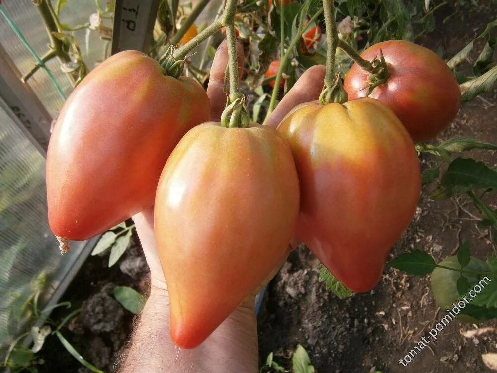Томат сорт чудо уолфорда. Чудо уолфорда томат отзывы. Томат волфорд вандер. Посмотреть сорт помидор чудо уолфорда. Томат чудо уолфорда отзывы.