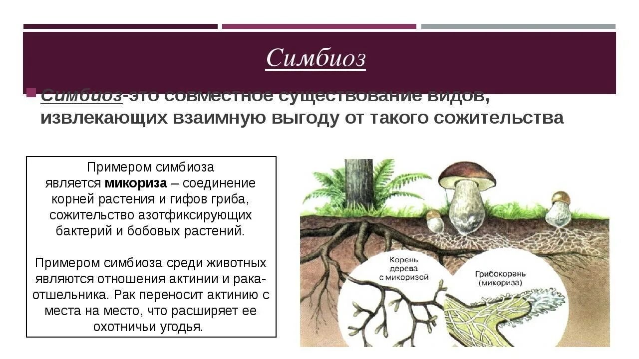 Образуют микоризу с корнями растений. Микориза орхидных. Симбиоз растений примеры. Симбиоз бактерий и грибов. Симбиоз гриба и растения.