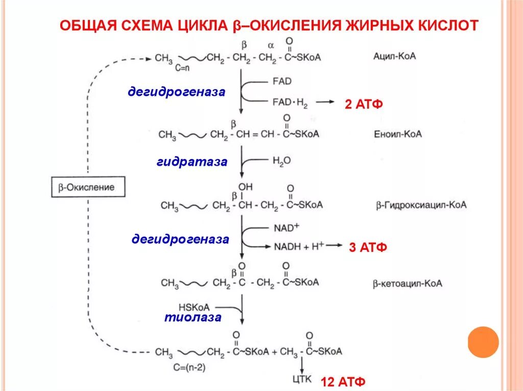 Схема бета окисления ненасыщенных жирных кислот. Ферменты бета окисления жирных кислот. Бета окисление ацил-КОА. Схему бета-окисления пальмитиновой кислоты. Реакции бета окисления