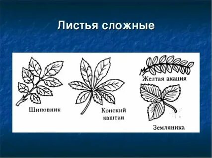 Простые сложные альтернативные