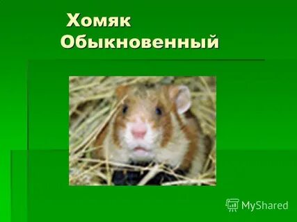 Обыкновенный хомяк содержание