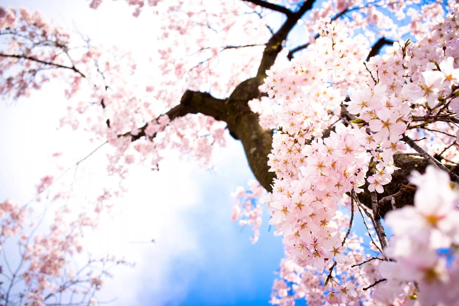 Фото весны красивые на заставку на телефон. Черри блоссом. Черри блоссом цветок. Черри блоссом дерево. Сакура черри блоссом дерево.