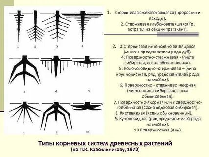 Поверхностная корневая система