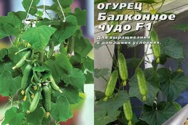 Как правильно подкармливать огурцы на балконе в домашних условиях 81 фото порт