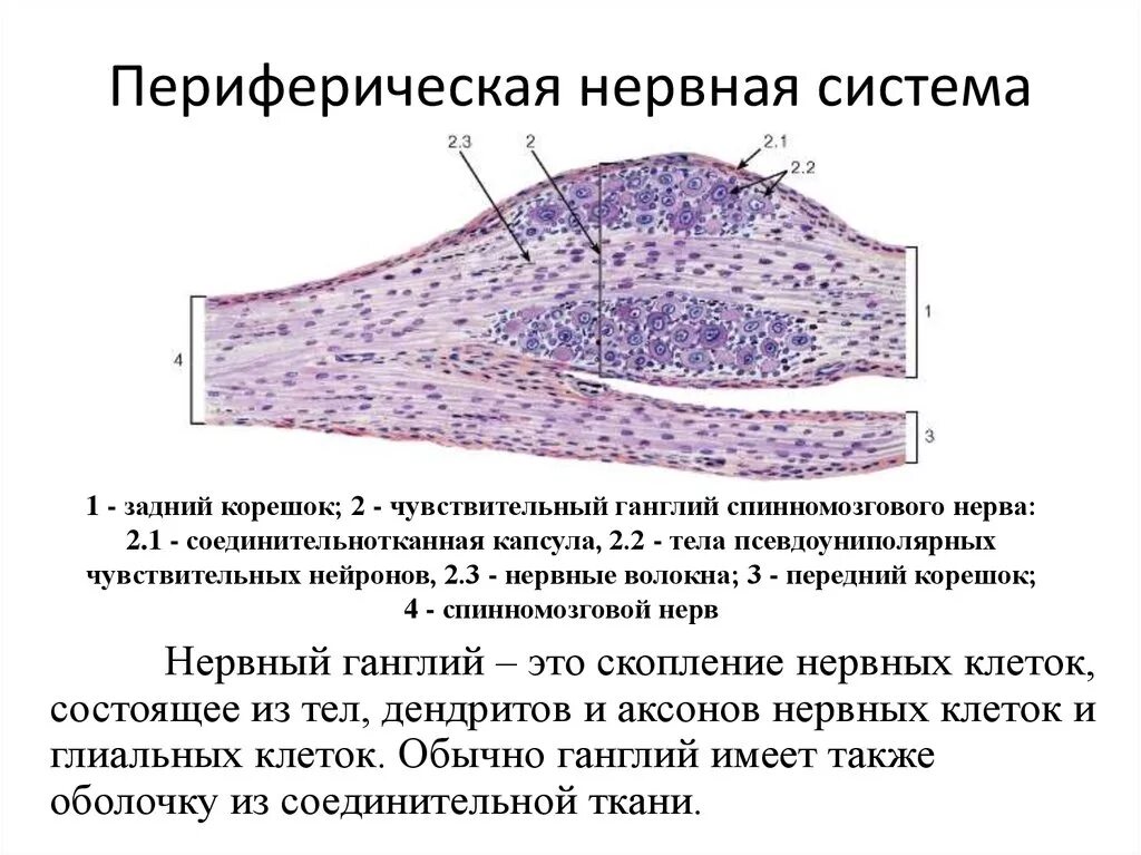 Нервные узлы это тела. Строение ганглия гистология. Спинальный ганглий гистология препарат. Периферический ганглий гистология. Спинной узел гистология.