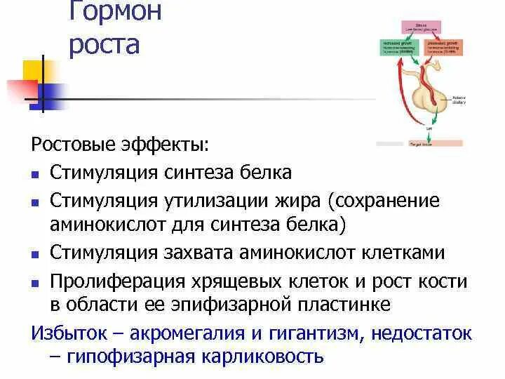 Гормон стимулирующий Синтез белка. Гормон роста. Гормон, стимулирующий Синтез белков, это. Гормон роста (соматотропин) синтезируется.