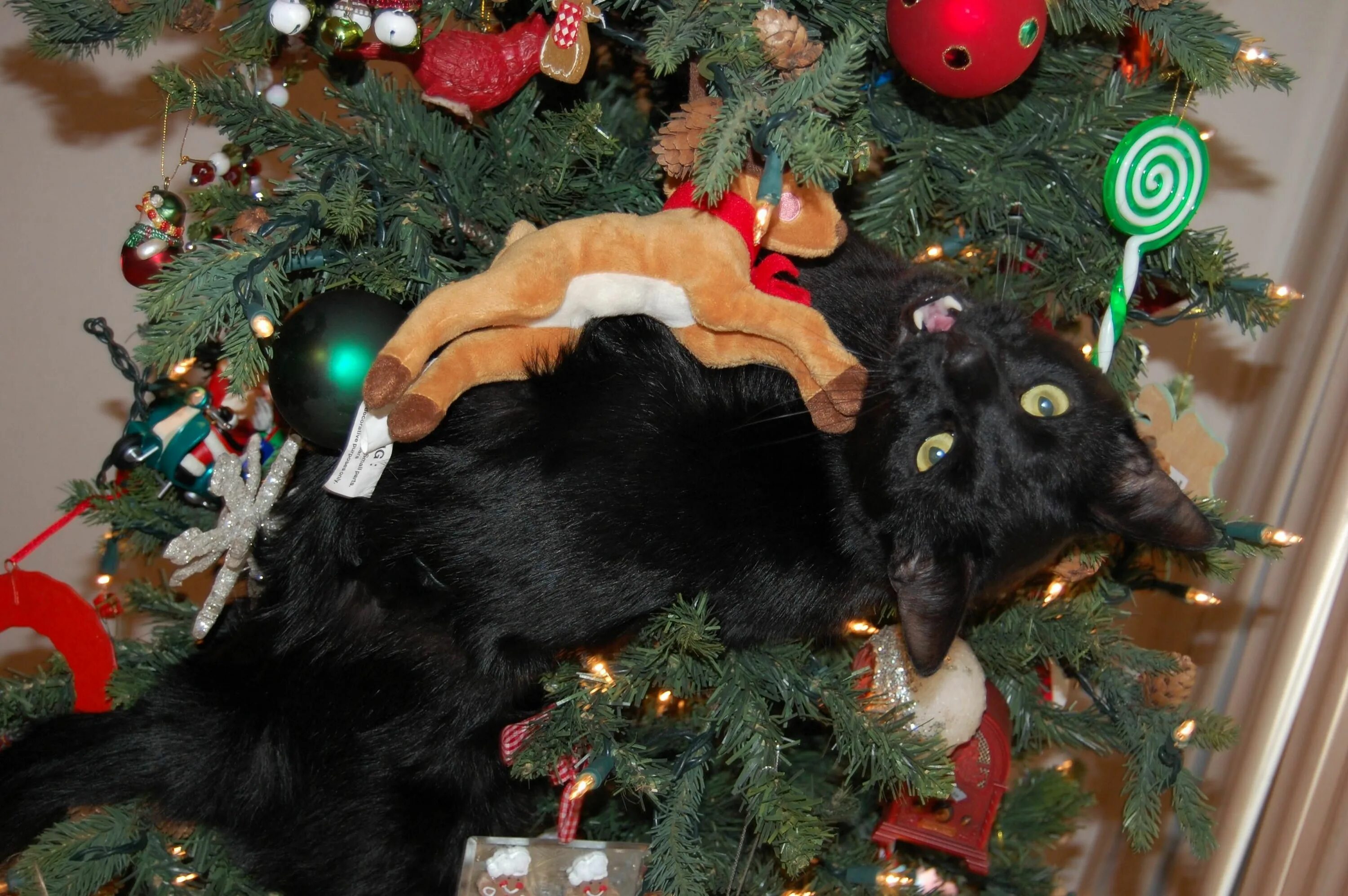 Кот и елка. Кошка и елка. Черный кот и елка. Черный кот и Новогодняя елка. Жалко елки