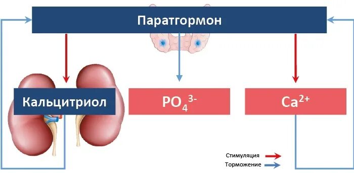 Паратгормон интактный. Гормональная регуляция паратгормон кальцитриол кальцитонин. Паратгормон и кальцитонин функции. Регуляция паратгормона и кальцитонина. Регуляция уровня кальция в крови.