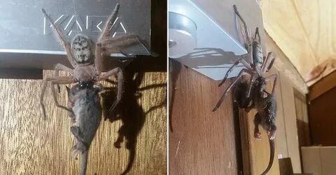 Едят ли пауки людей