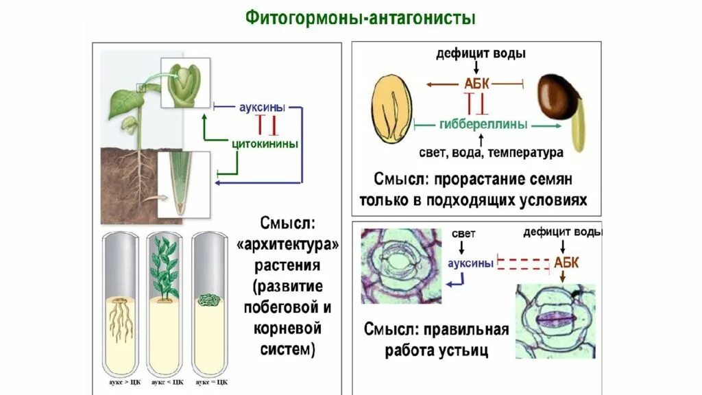 Фитогормоны таблица. Ауксины Гиббереллины и цитокинины. Гормоны растений таблица и их влияние. Фитогормоны растений таблица. Гормоны роста растений.