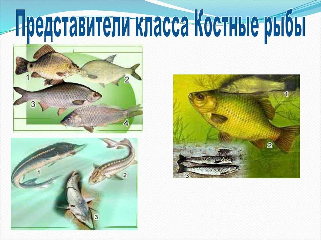 Костные рыбы представители. Класс костные рыбы представители. Костистые рыбы представители. Представители отряда костистых рыб. Какие рыбы относятся к классу костные