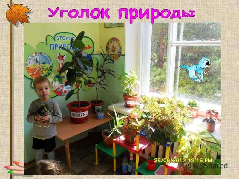 уголок природы в доу. уголок природы в группе детского сада. труд в уголке природы. дети в уголке природы в детском саду. экологический уголок в детском саду.