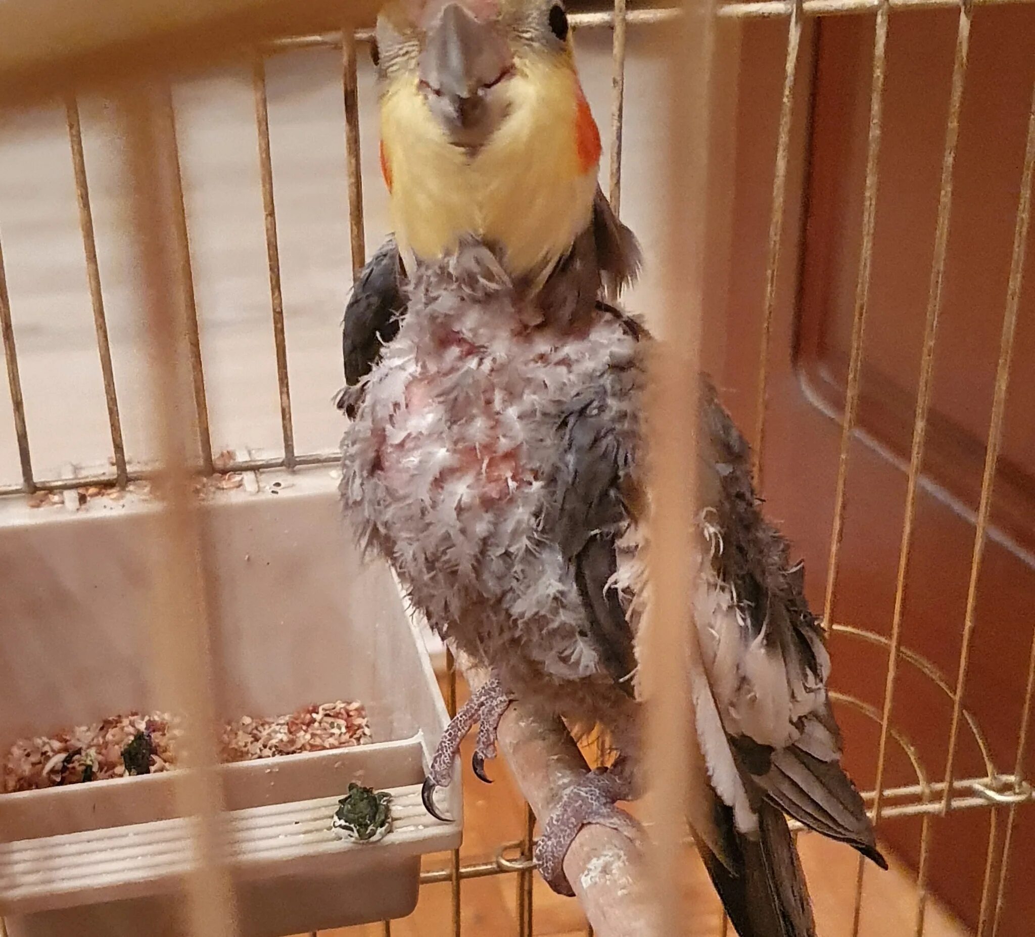 Линька кореллы попугая. Линька у попугаев корелла. Линька у кореллы. Французская линька у корелл. Крылья сердечком у кореллы.