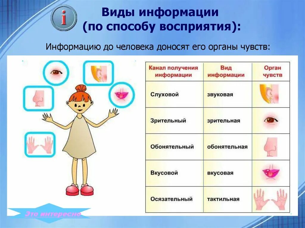 Органы чувств примеры. Способы восприятия информации. Способы восприятия информации человеком. Виды информации по способу восприятия человеком. Способы восприятия информации Информатика.