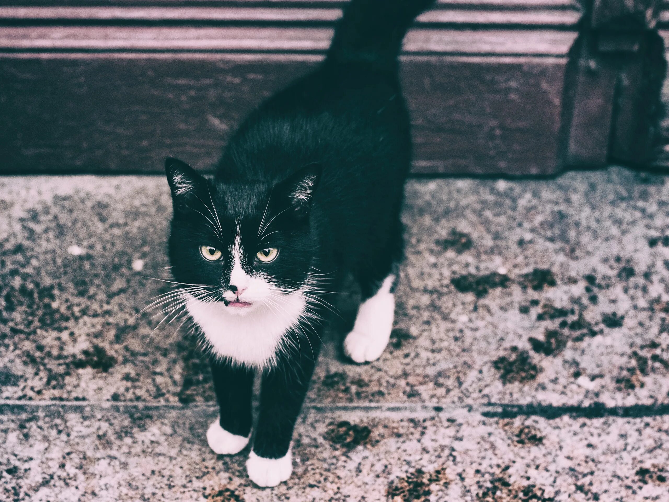 Коты с белыми лапками. Черно белый кот. котенок черно-белый. кот с белыми лапками. черно белые коты.