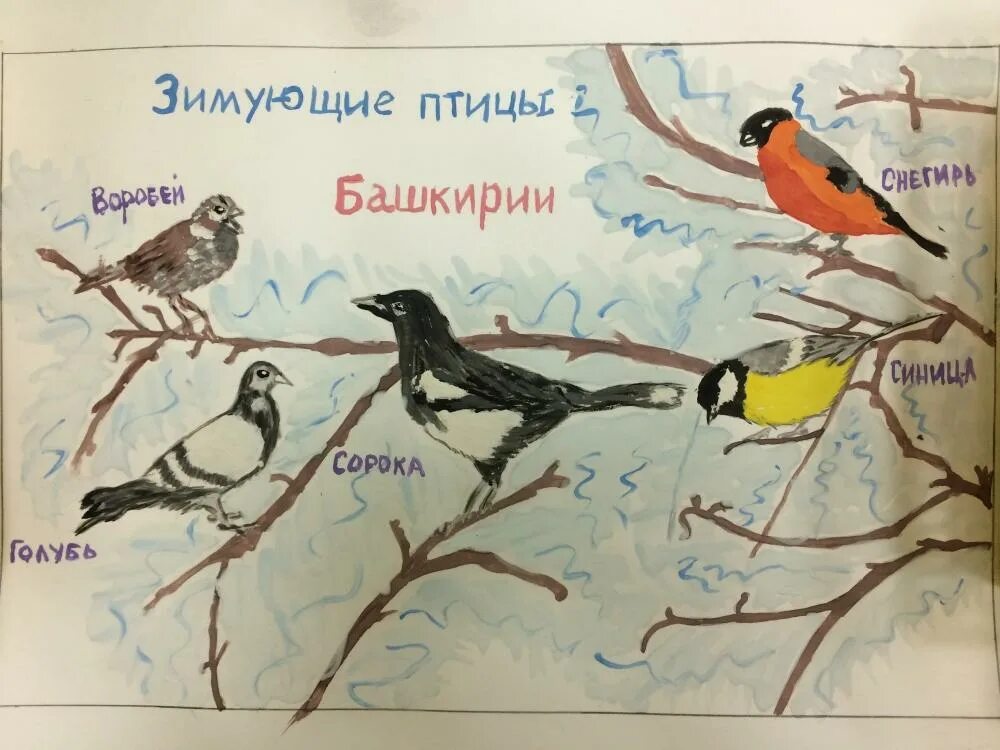 Альбом зимующие птицы. Альбом зимующие птицы