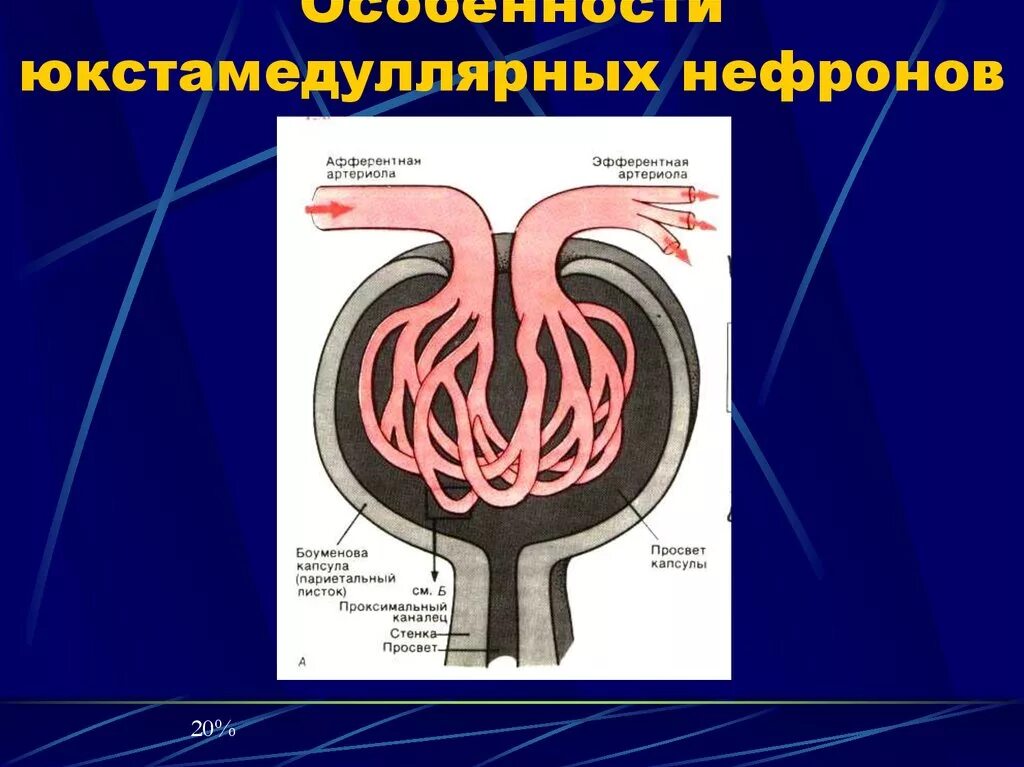 Гистофизиология нефрона. Юкстамедуллярные нефроны строение. юкстамедуллярный аппарат почки. кровообращение юкстамедуллярного нефрона. строение нефрона.