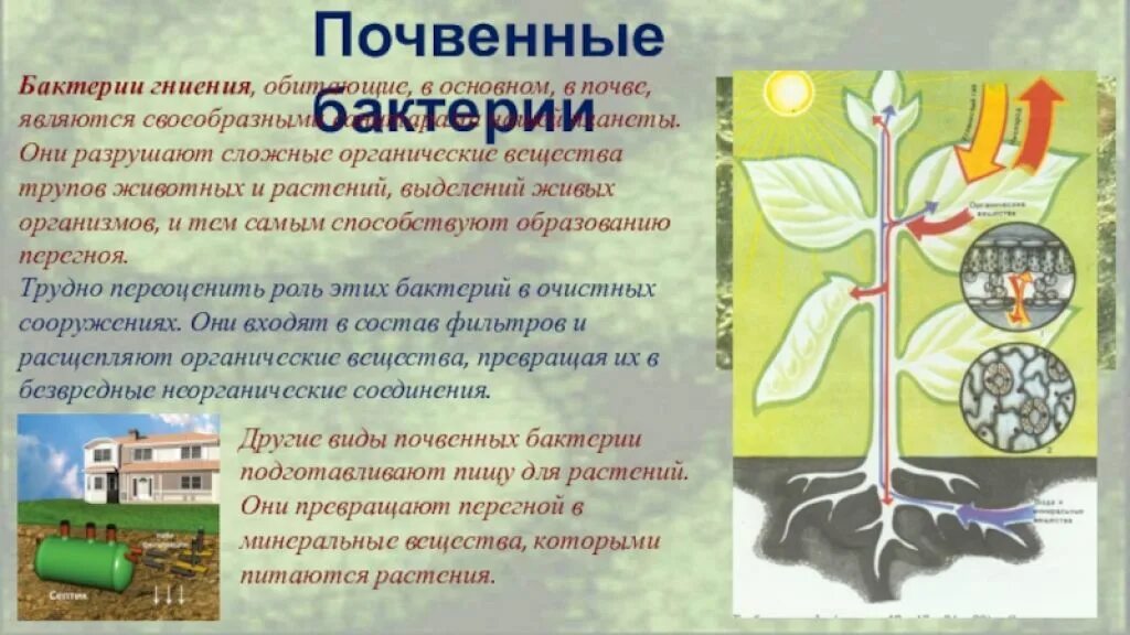 Роль бактерий гниения в природе. Почвенные бактерии. Прчаенные бактерии гниением. Почвенные бактерии и бактерии гниения. Роль почвенных бактерий в природе.