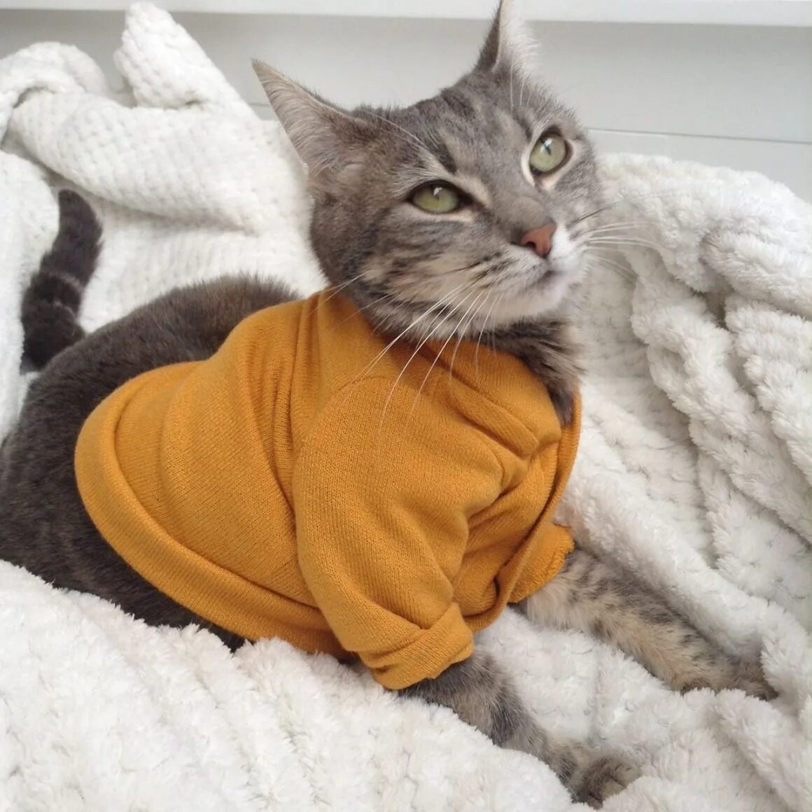 Эстетичные кошки. Котенок с венком на голове. Кошачья эстетика. Милые котики эстетика. Милый котик эстетика.