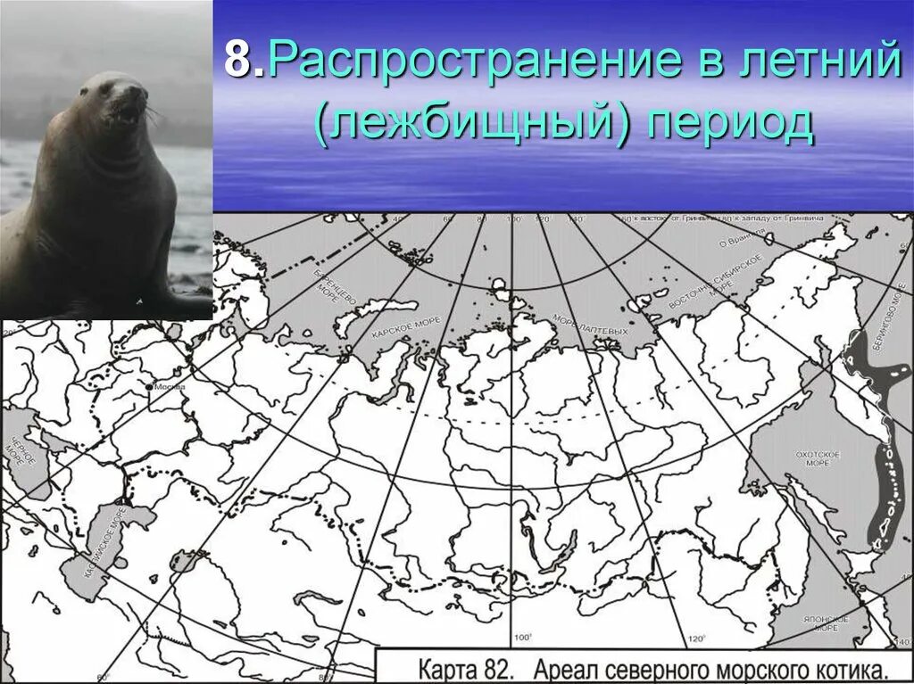Морской лев ареал обитания. Ареал обитания тюленей. Ареал обитания палтуса на карте. Распространение лососевых. Распространение морского.