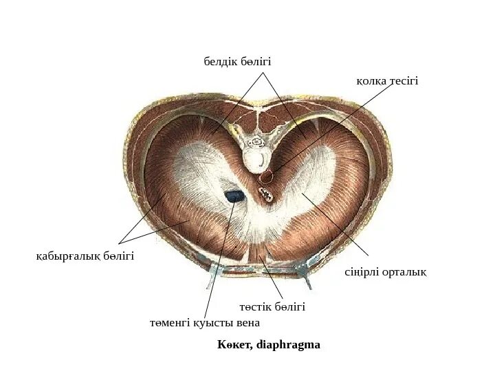 Утро отверстие. Нижняя полая Вена в отверстии диафрагмы. Сухожильный центр диафрагмы анатомия. Аортальное отверстие диафрагмы. Диафрагмальное отверстие диафрагмы.