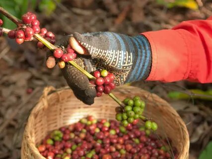 Setor cafeeiro eleva produção com mecanização da lavoura