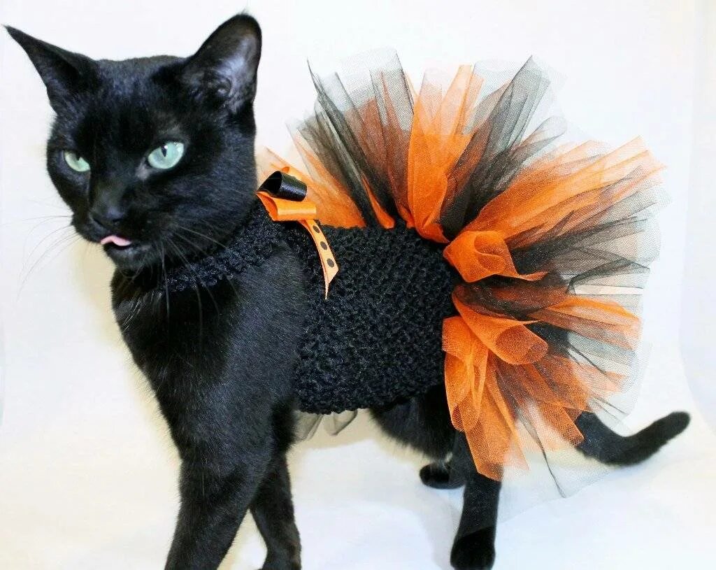 Кошка в платье. Одежда для кошек. Костюмы для котиков. Кошки в нарядной одежде.