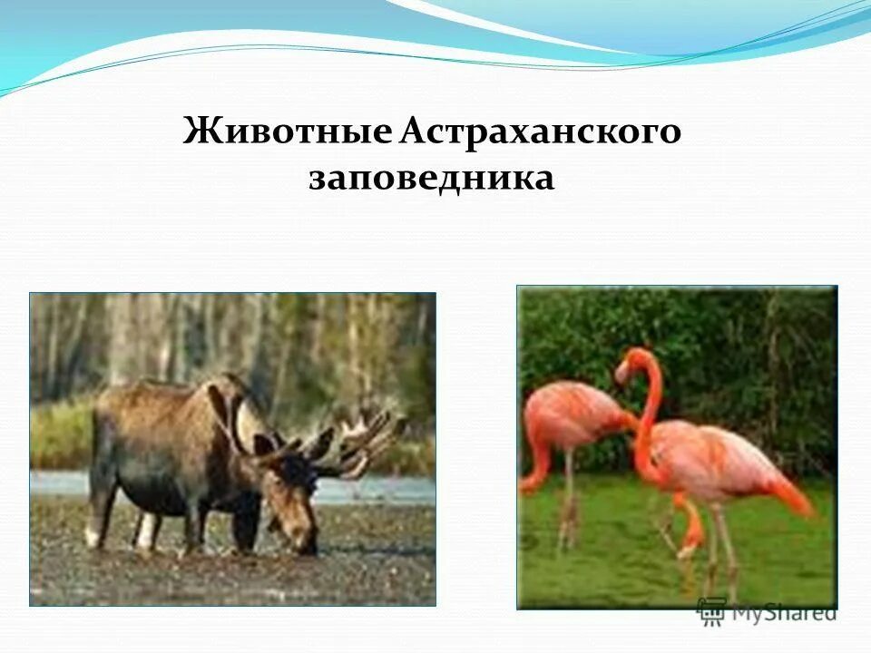 доклад о заповеднике. животные заповедника окружающий мир 3 класс. рассказ о заповеднике. презентация на тему воронежский заповедник. животные заповедника окружающий мир 3 класс.