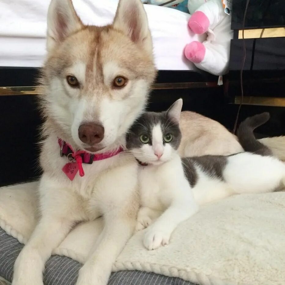Хаски и кот. Хаски и кошка. три хаски и кот. котята хаски порода.
