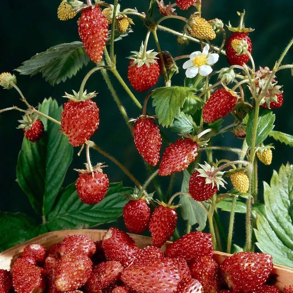 земляника лесная (fragaria vesca). сорт клубники fenella. клубника земляника. земляника ренессанс ремонтантная. земляника вима кимберли.