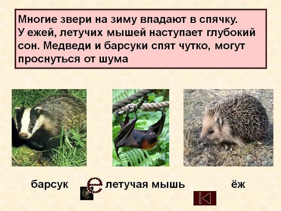 Мыши впадают в спячку зимой. Животные впадающие в спячку. какие животные впадают в спячку зимой. звери впадающие в спячку зимой. животные впадающие в зимнюю спячку.