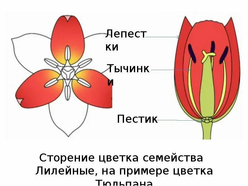 Семейство Лилейные тюльпан. Семейство Лилейные тюльпан формула. Семейство Лилейные тюльпан Лесной. Семейство Лилейные строение цветка формула.