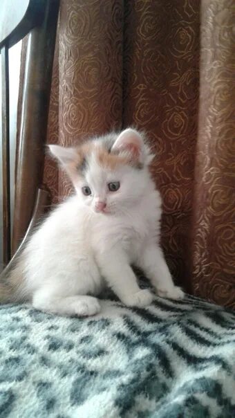 Котята в магнитогорске. Авито магнитогорск котята. Авито магнитогорск кошки. Авито магнитогорск котята. Кошка стеша.