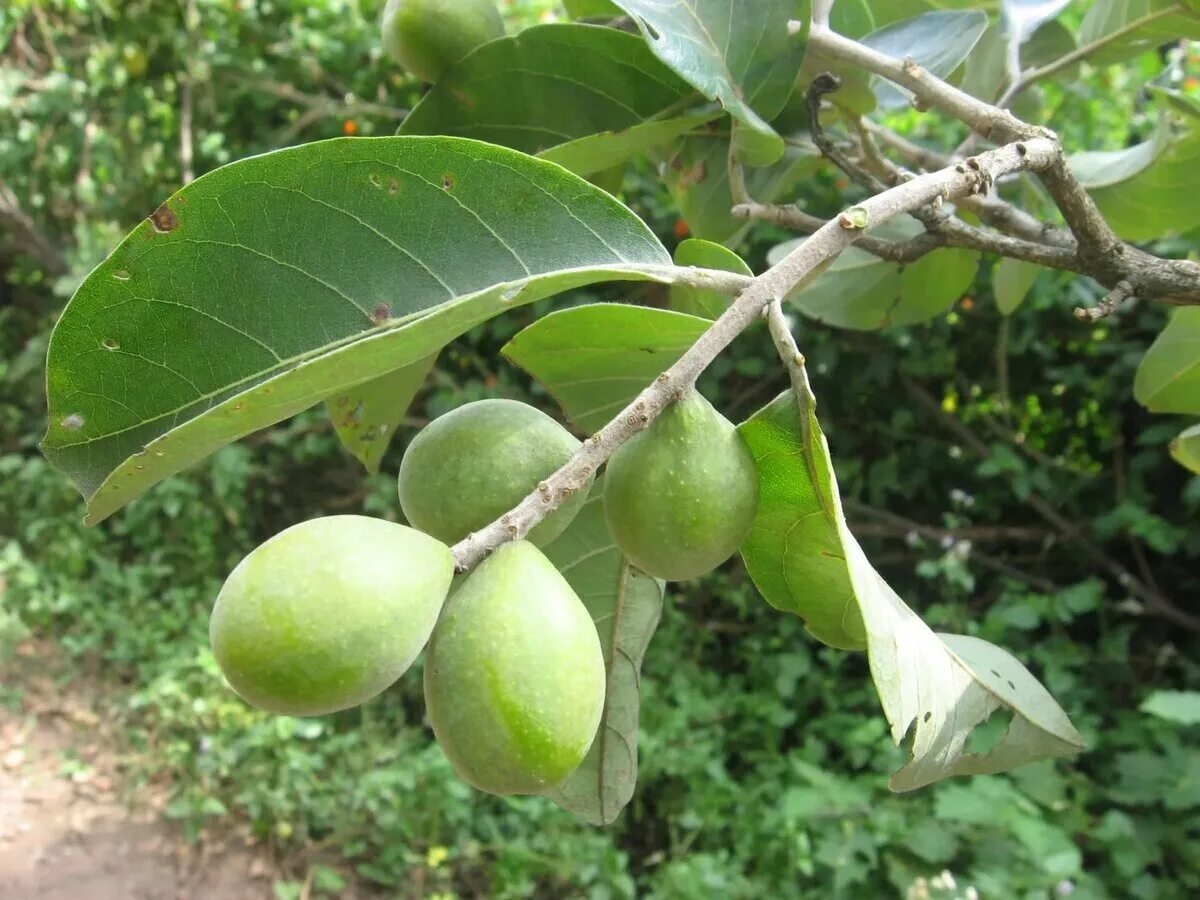 терминалия хебула. индийский миндаль (terminalia catappa). терминалия. терминалия катаппа индийский миндаль. терминалия катаппа.