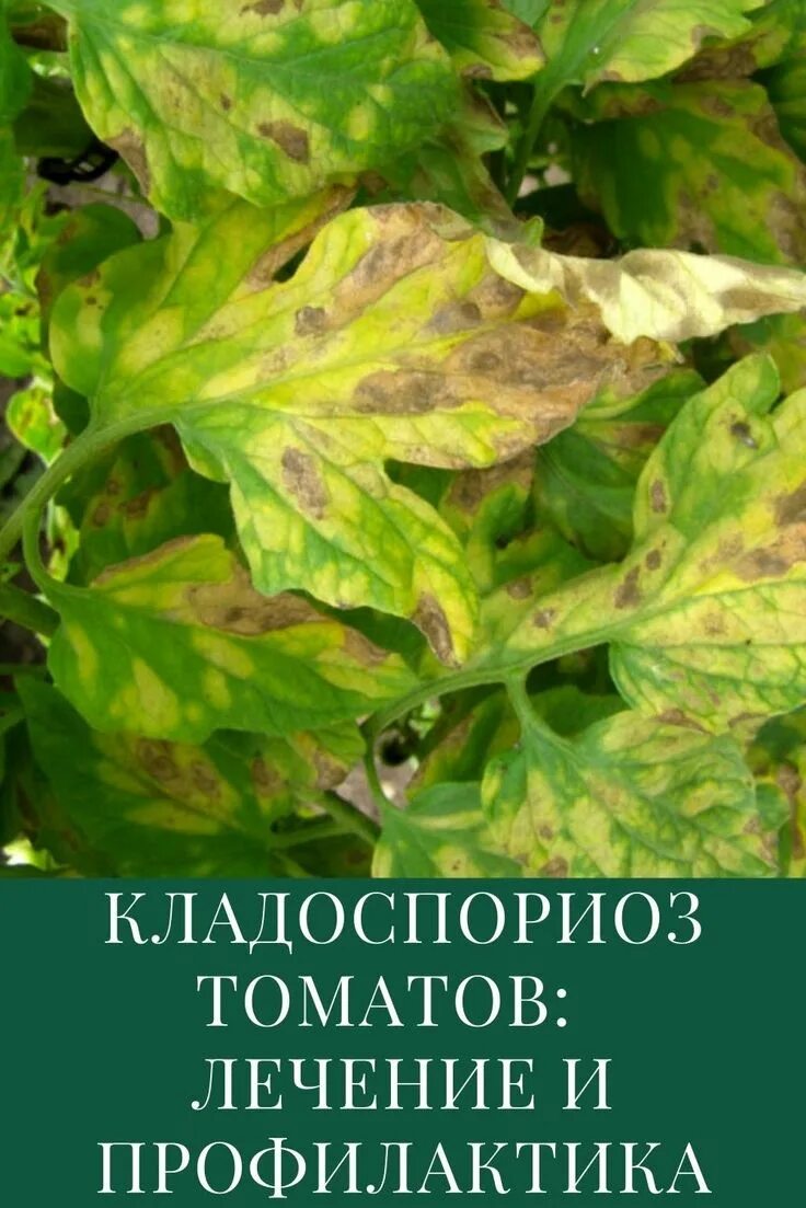Причины появления кладоспориоза томатов. Подробное описание болезни с фотография