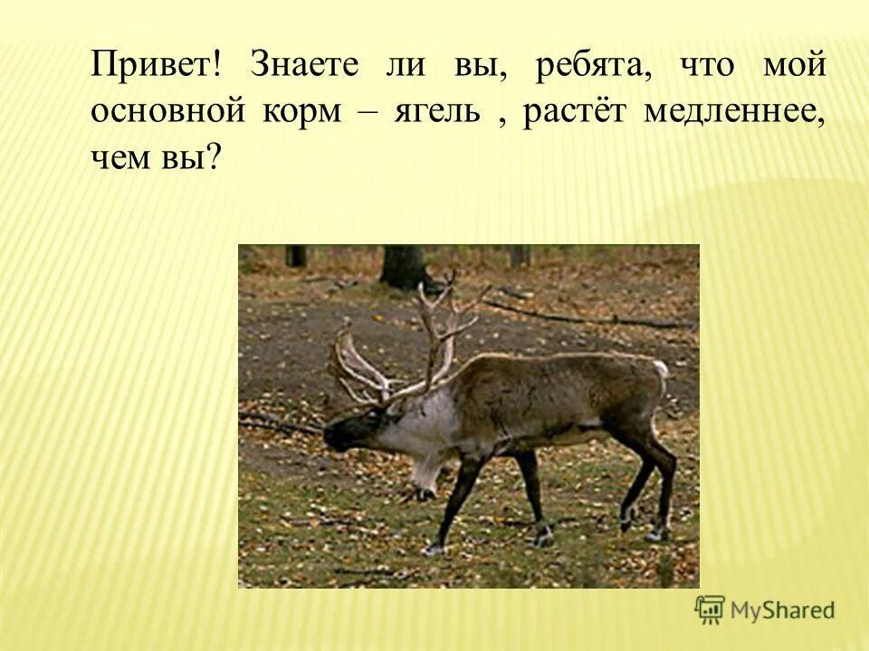 Обитает ли Сайгак в тайге и тундре. Цепь питания ягель волк. Медленно растет. Цепь Писания ковыль Сайгак волк. Волк в какой природной зоне