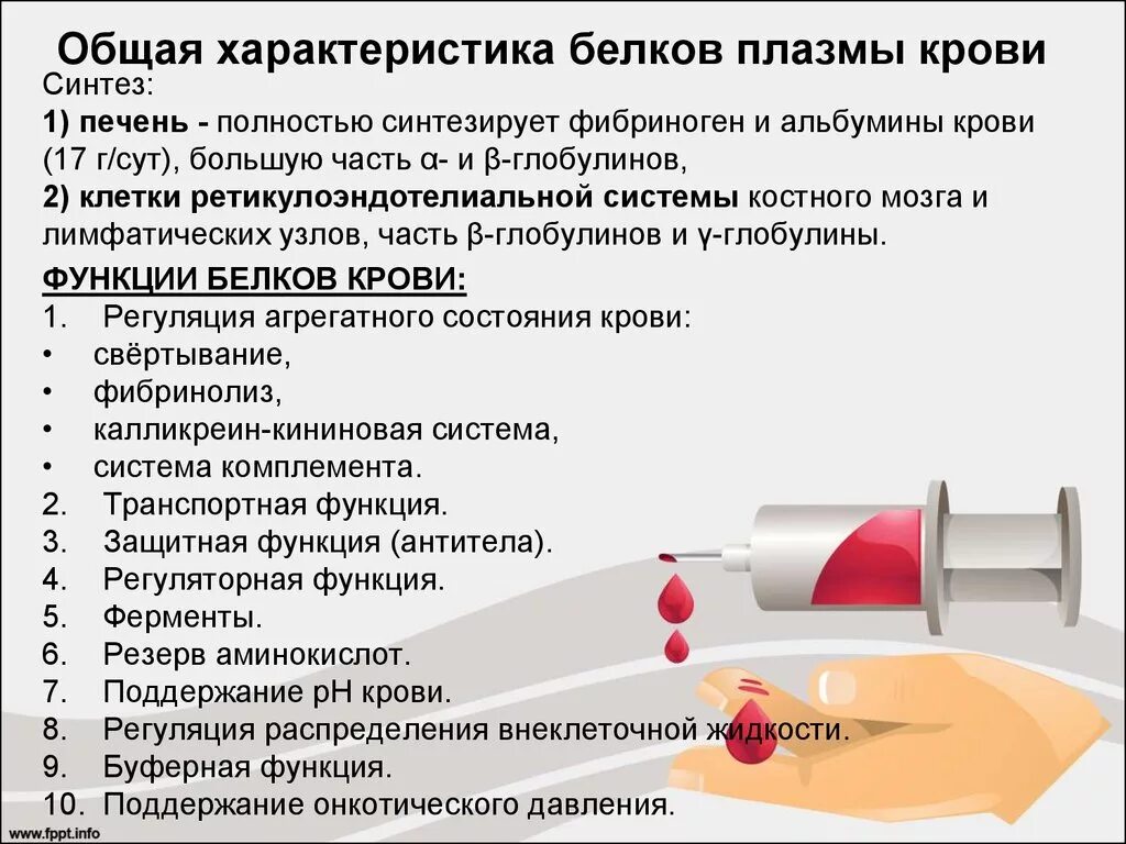 Белок плазмы крови содержащий белок. Характеристика основных белков плазмы крови. Общая характеристика белков крови. Общий белок плазмы крови. Характеристика отдельных белков крови.