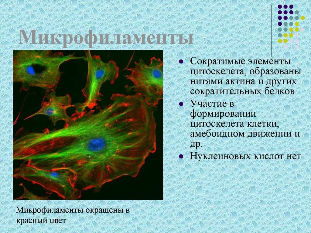 Цитоскелет на рисунке клетки. Цитоскелет бактериальной клетки. Цитоскелет прокариот. Филаменты и микрофиламенты. Флуоресцентный микроскоп микрофиламенты.