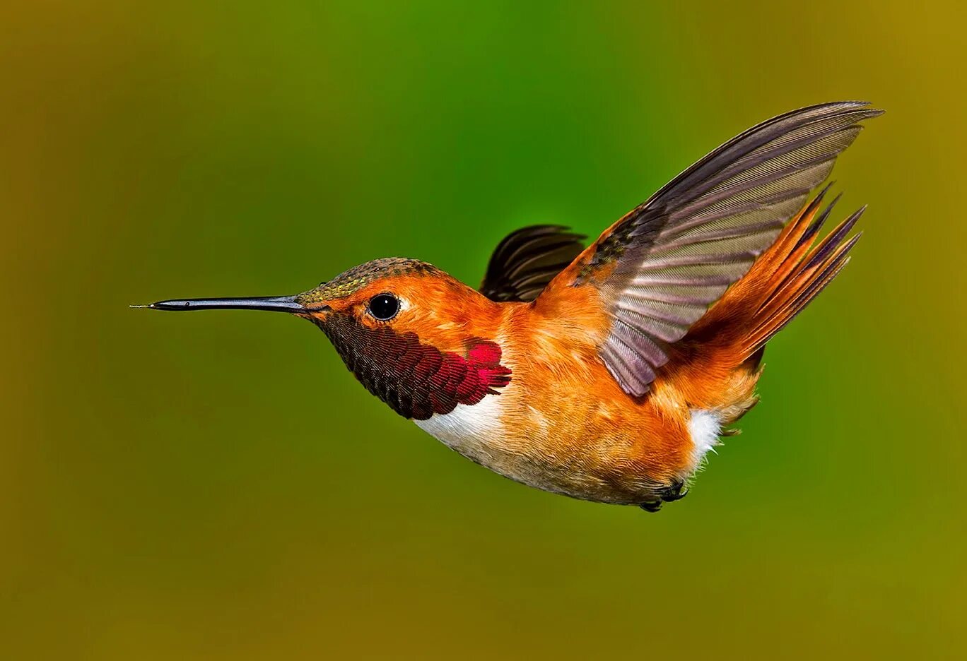 Колибри самая маленькая птица. Маленькая птичка колибри. Колибри пчелка самая маленькая птица в мире. Как называется самая маленькая птичка. Как называется самая маленькая птичка.
