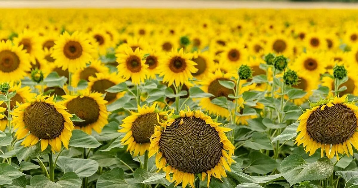 Подсолнух кубани. Подсолнух кубани. Подсолнечник кубань. Пахотные земли кубани подсолнухи. Подсолнух кубани.