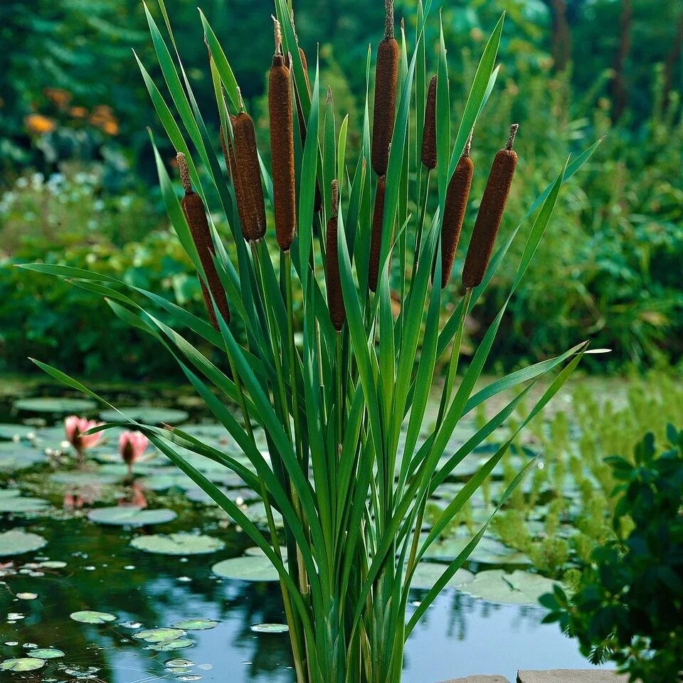 Камыш растение фото. Рогоз Typha. Рогоз узколистный (Typha angustifolia). Рогоз узколистный (Typha angustifolia l.). Рогоз широколистный, рогоз узколистный.